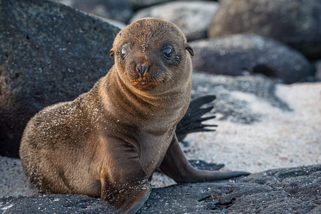 baby sea lion
