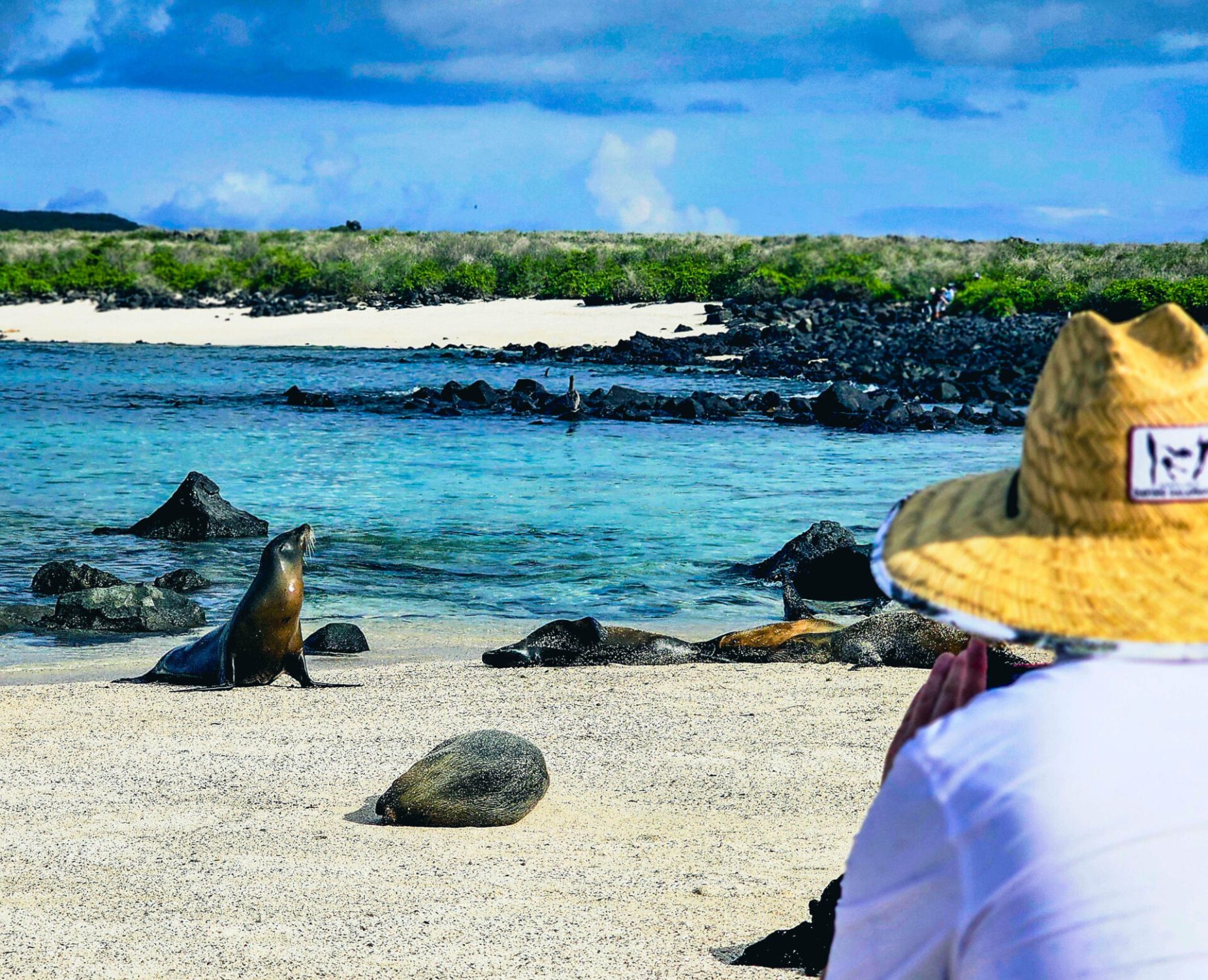 Tourist taking a photo of a sea lion